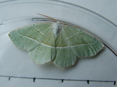 Light Emerald